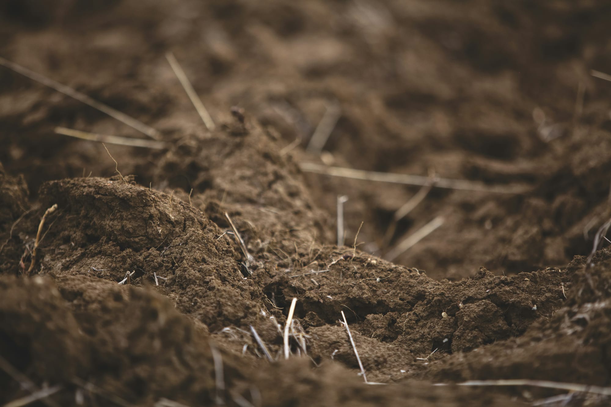 Clay, Sand, and Silt: Building a Soil Map of Your Homestead
