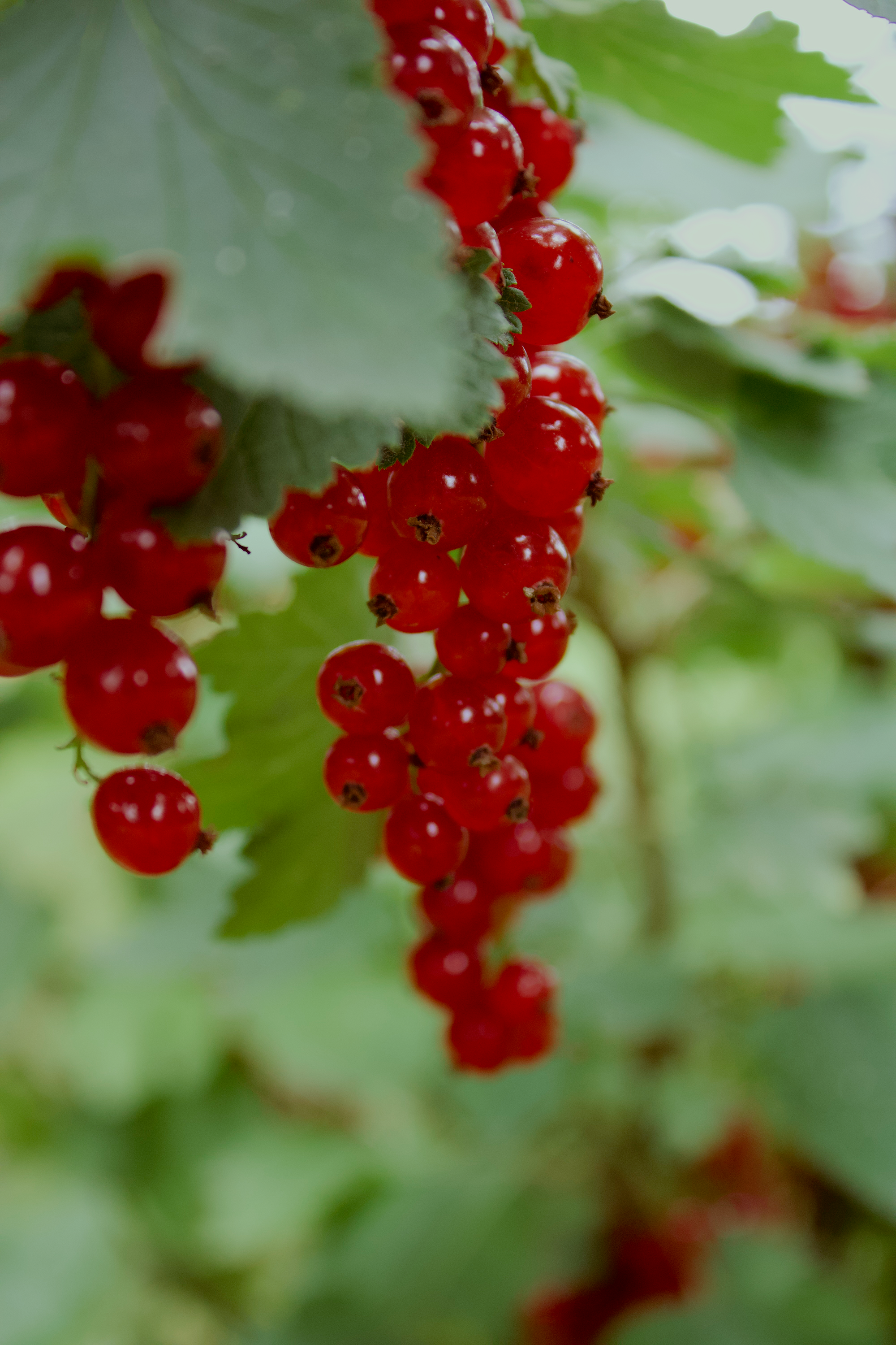 Embracing Sustainable Heritage: A Week on a Homestead in Eastern Poland