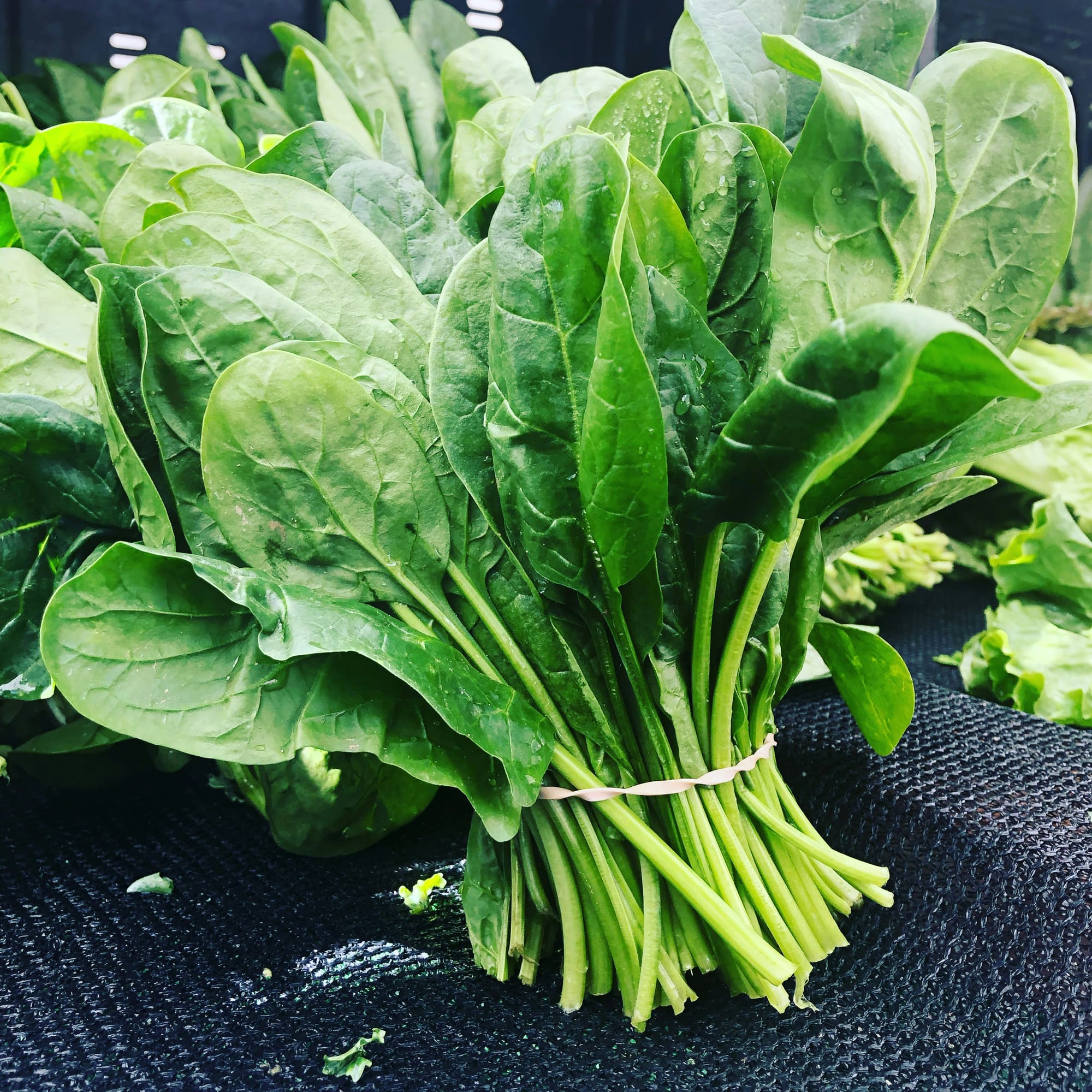 Balcony Bounty: Three Edible Plant Combinations for European Balconies