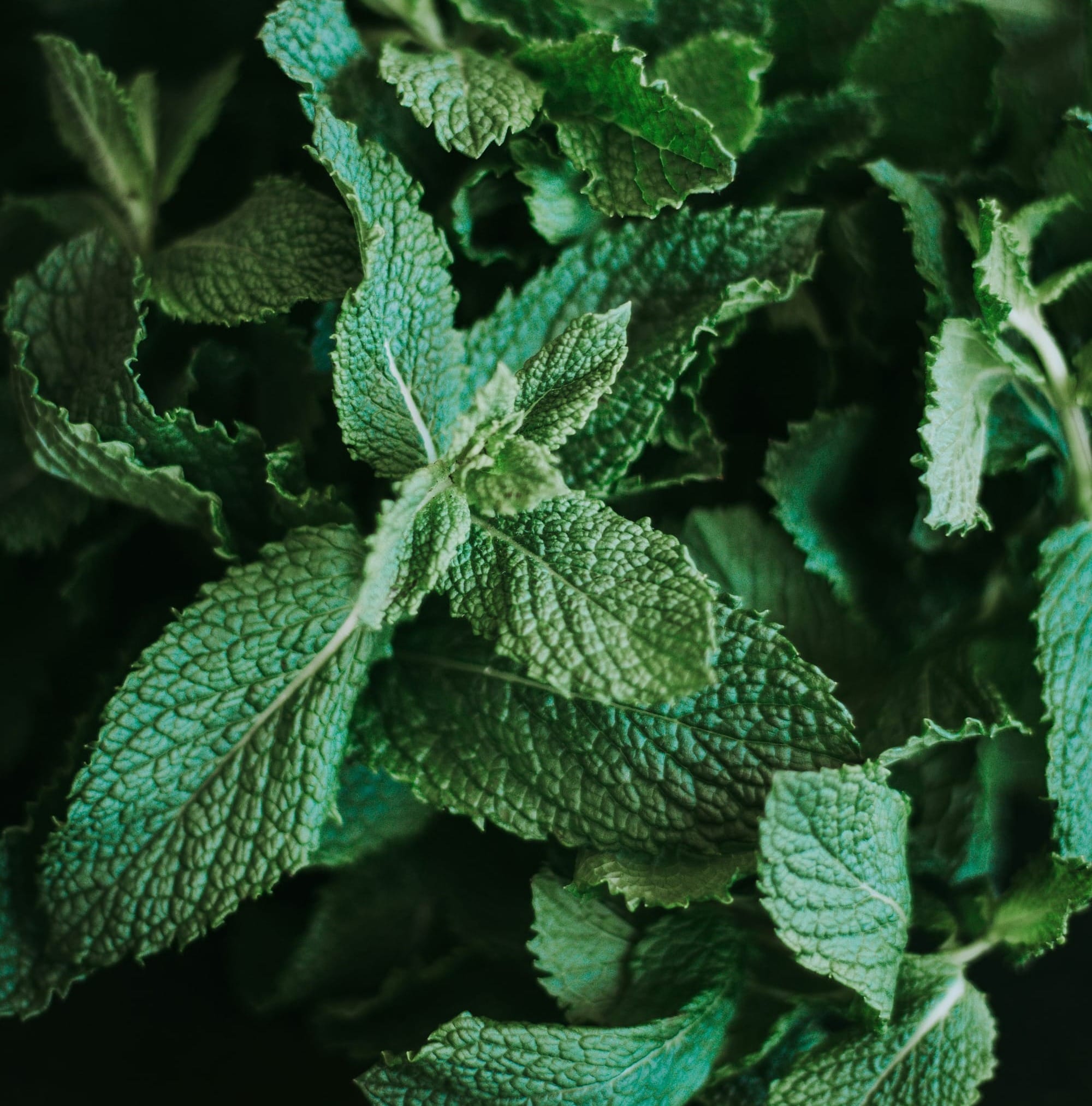 From Soil to Spoon: Essential Superfoods for Homesteaders