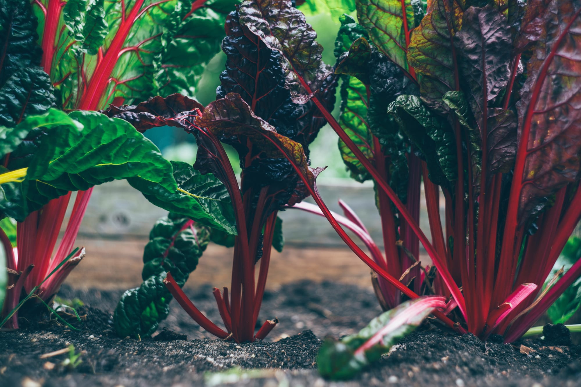 From Soil to Spoon: Essential Superfoods for Homesteaders