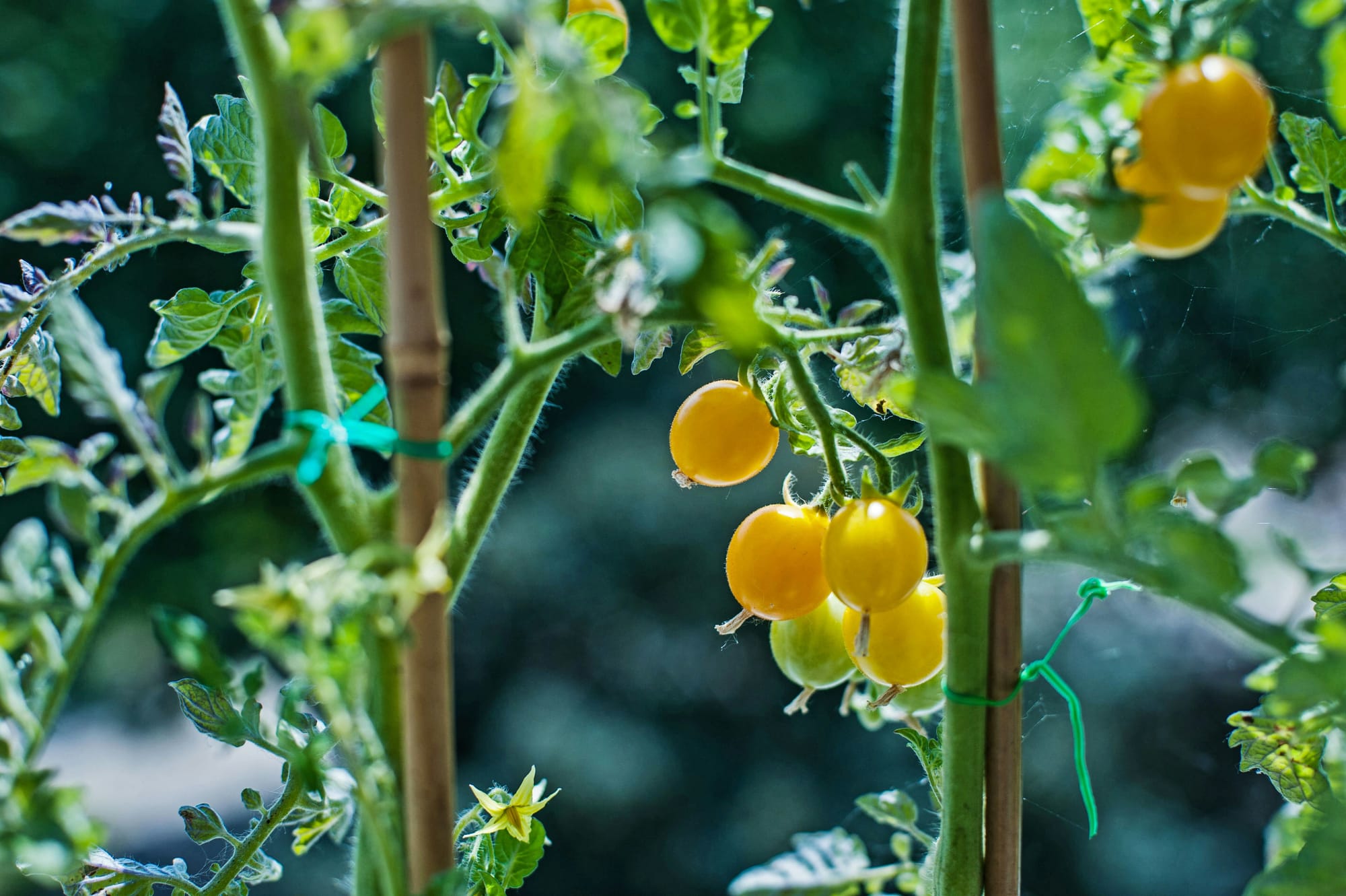 Balcony Bounty: Three Edible Plant Combinations for European Balconies