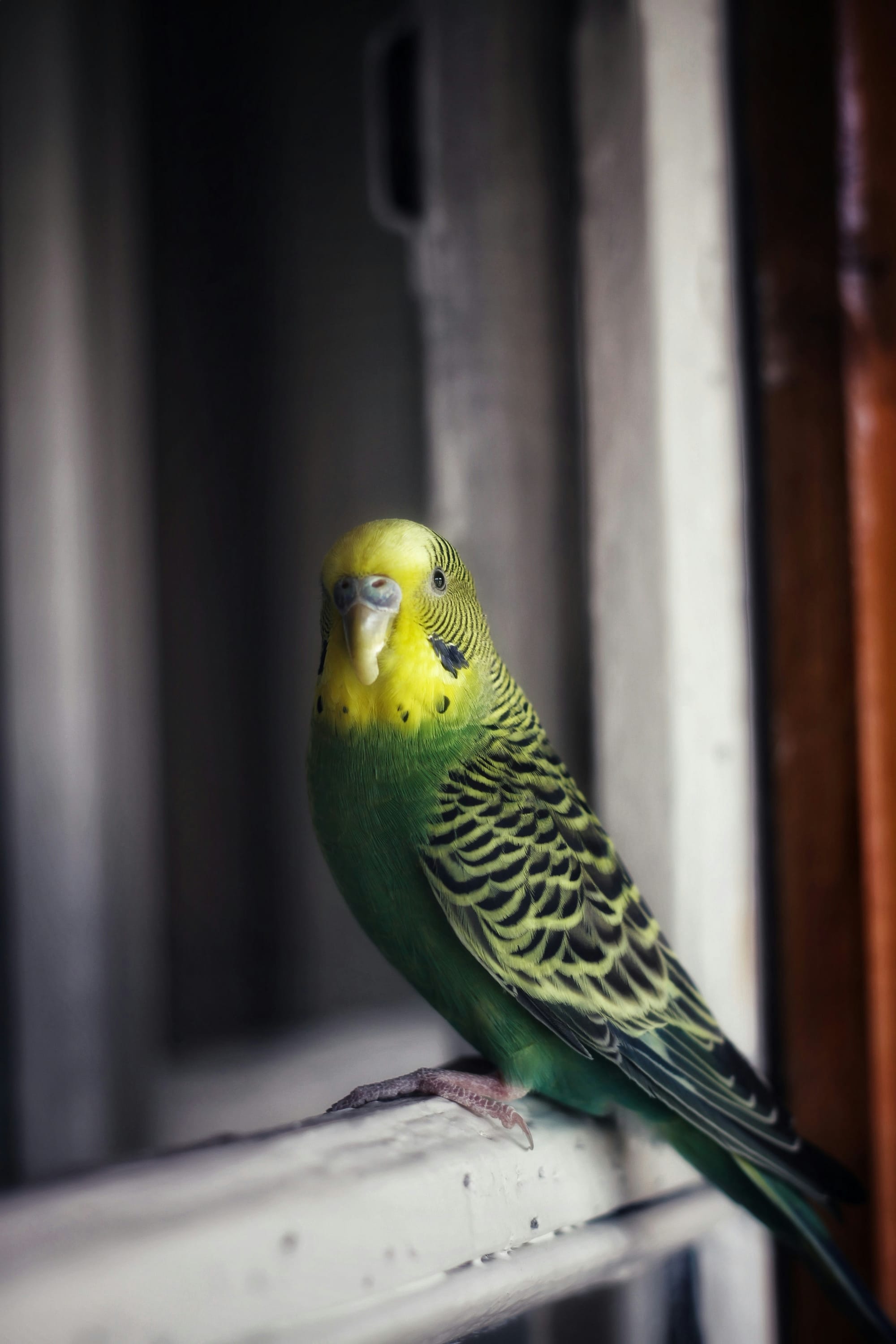TJ