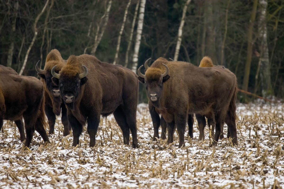 Białowieża Forest: A Living Testament to Europe's Primeval Past