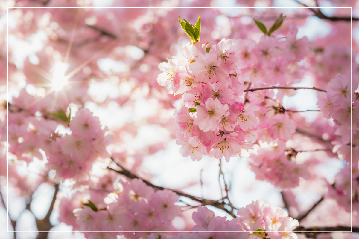 Eternal Blooms: Enhancing Your Garden with Winter and Spring Flowering Shrubs and Trees