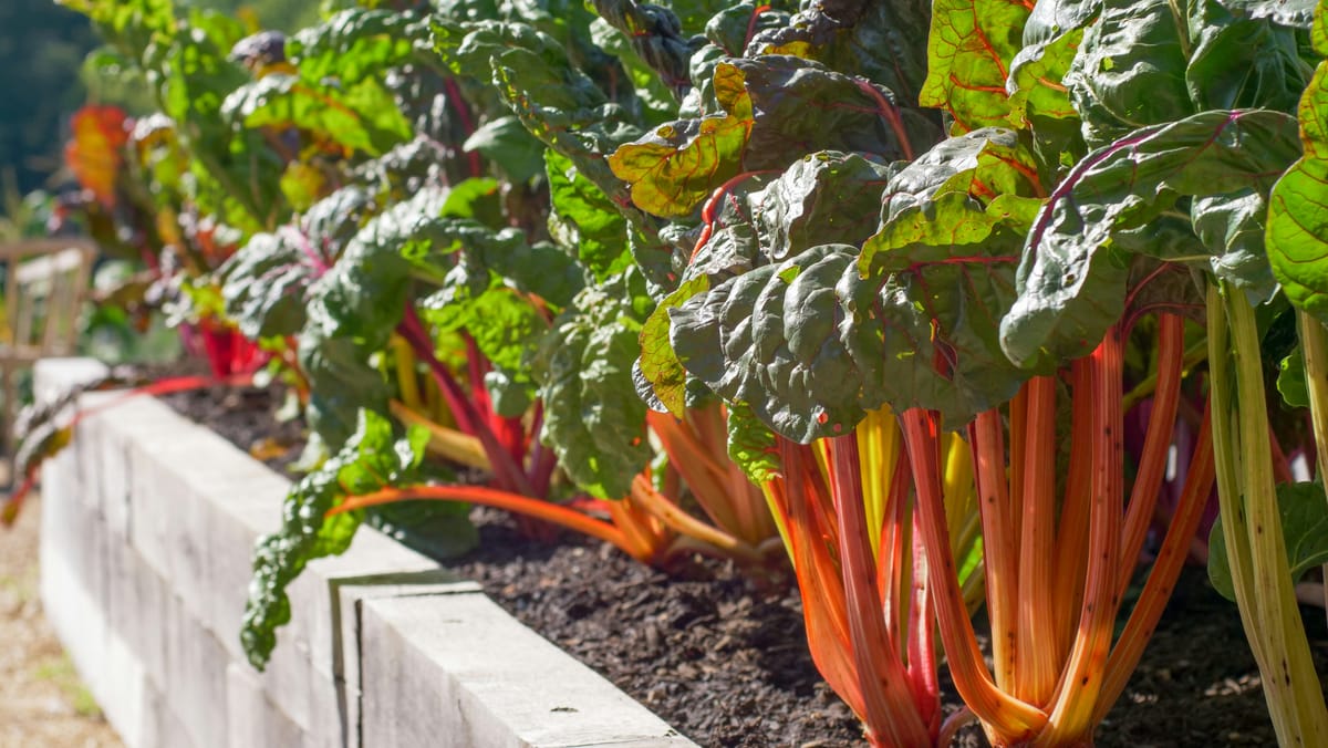 Mounding Up Success: How Hügelkultur Transforms Soil Health