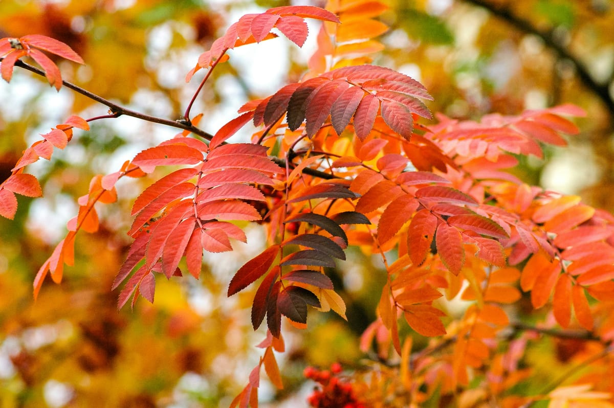 Winding Down: Preparing the Garden for a Restful Winter