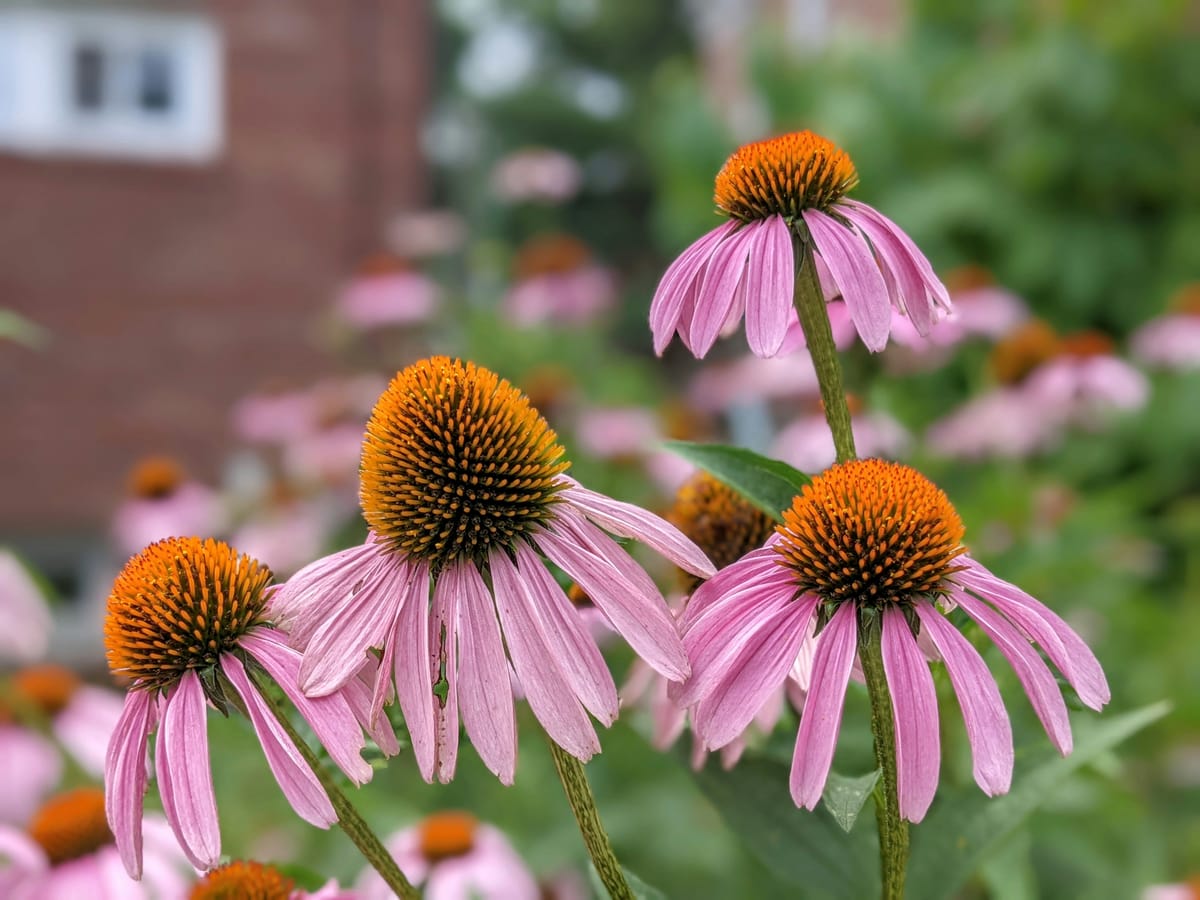 World Echinacea Day: The flower, its history and modern relevance