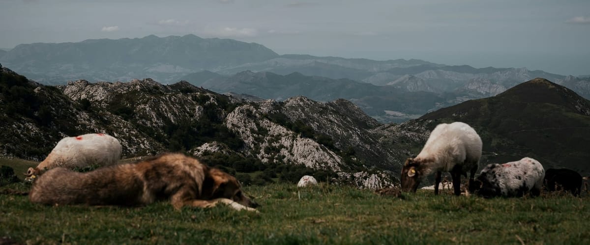 Homestead Spotlights