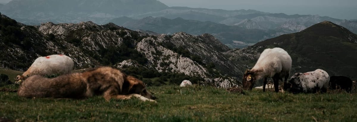 Homestead Spotlights