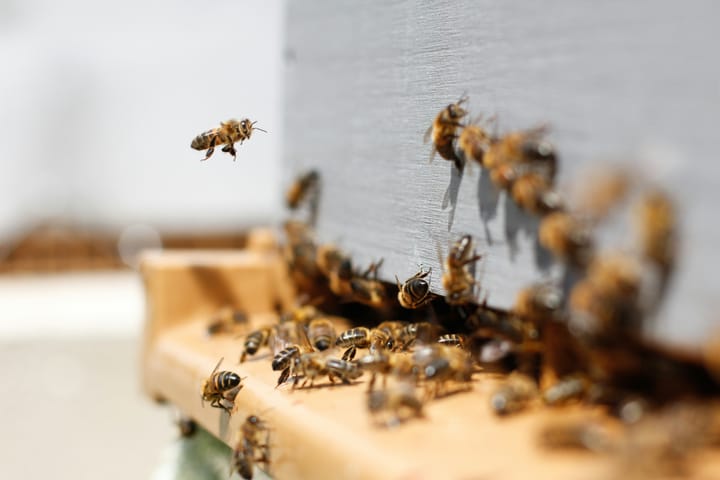 Beekeeping on the Homestead: A Practical Guide to Sustainable Apiary Management