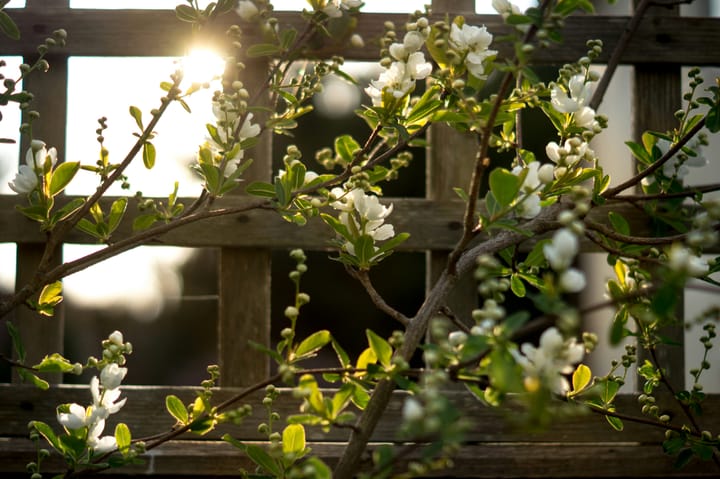 Crafting Timeless Garden Supports for Today’s Homesteads