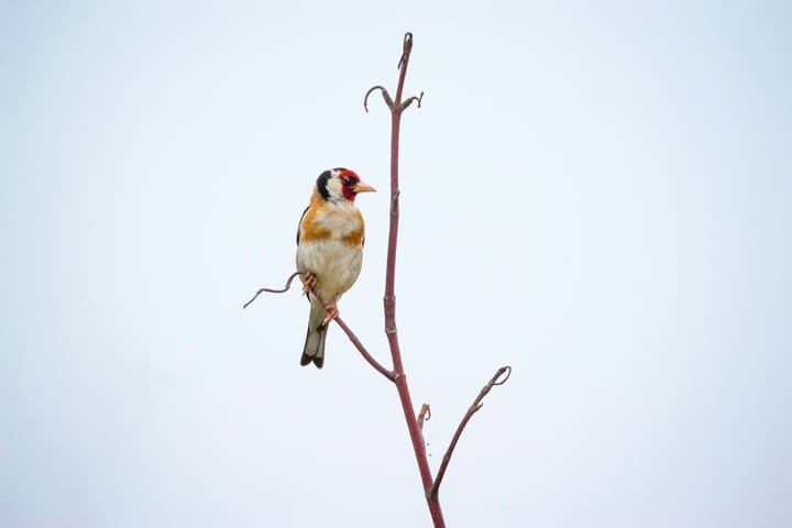 Springtime Avifauna: Observing and Protecting Europe's Favourite Birds