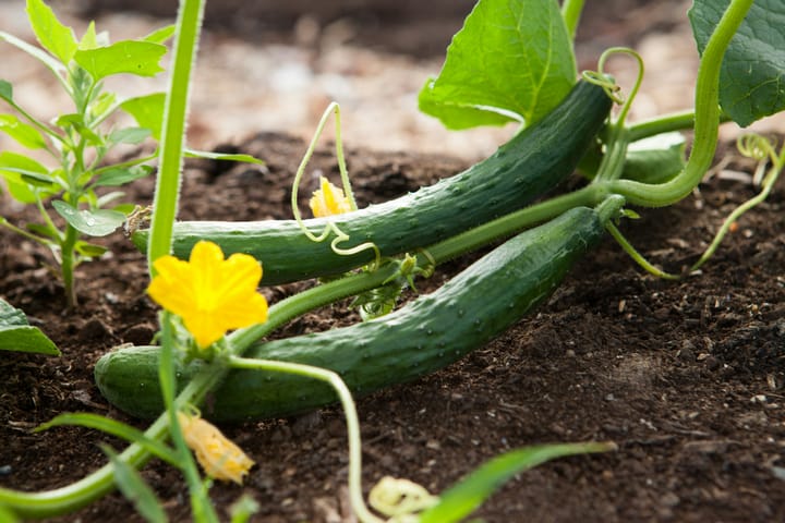 Cultivating a Buzz-Worthy Homestead: The Best Pollinator Friendly Edible Plants for our Gardens
