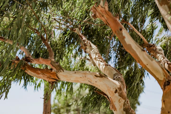 Eucalyptus: A Timeless Blend of Beauty and Practicality
