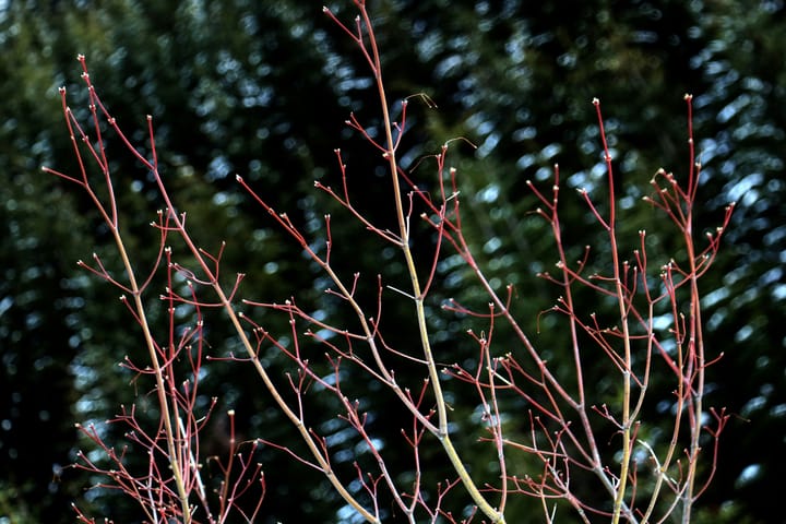 Sustainable Coppicing: Reviving Ancient Techniques for a Thriving Ecosystem