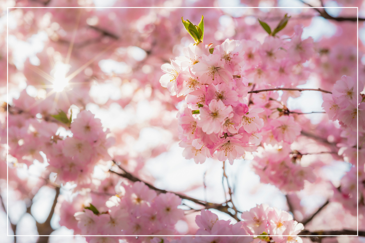 Eternal Blooms: Enhancing Your Garden with Winter and Spring Flowering Shrubs and Trees