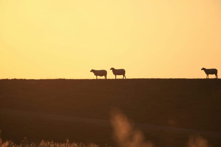 Cooling the Herd: Helpful Ways to Keep Livestock Comfortable in Hot and Dry Weather