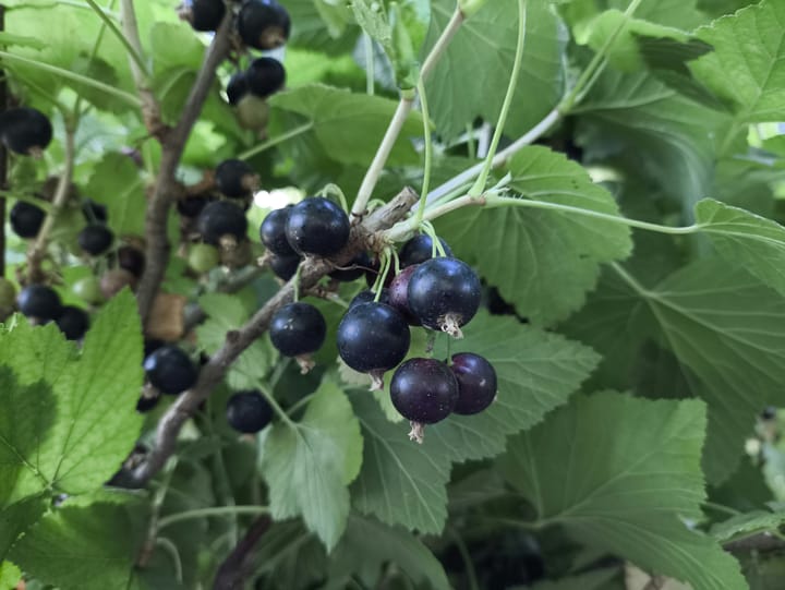 The Homesteader’s Guide to Soft Fruits: From Planting to Preserving