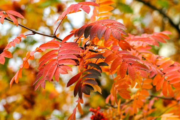Winding Down: Preparing the Garden for a Restful Winter