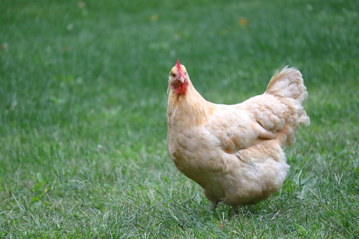 Homestead Spotlight: The Orpington Buff Chicken