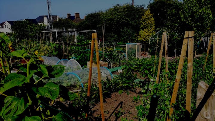 Three Beginner Friendly and Scalable Layout Choices for Bare Allotments
