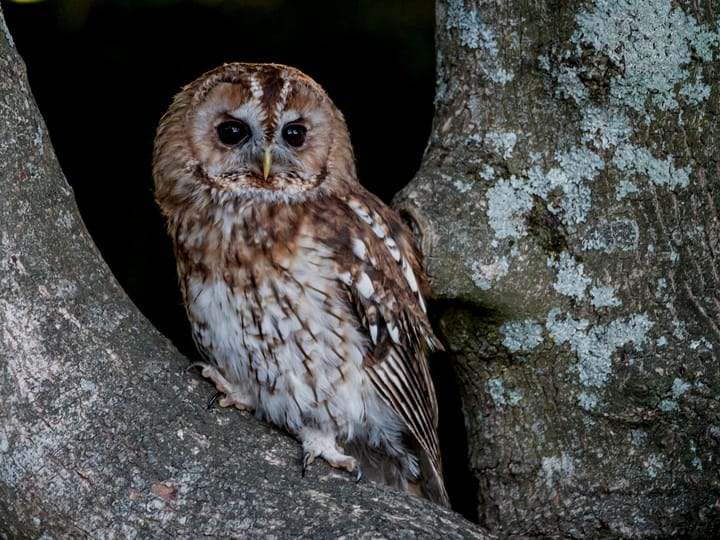 Homestead Spotlight: The Tawny Owl