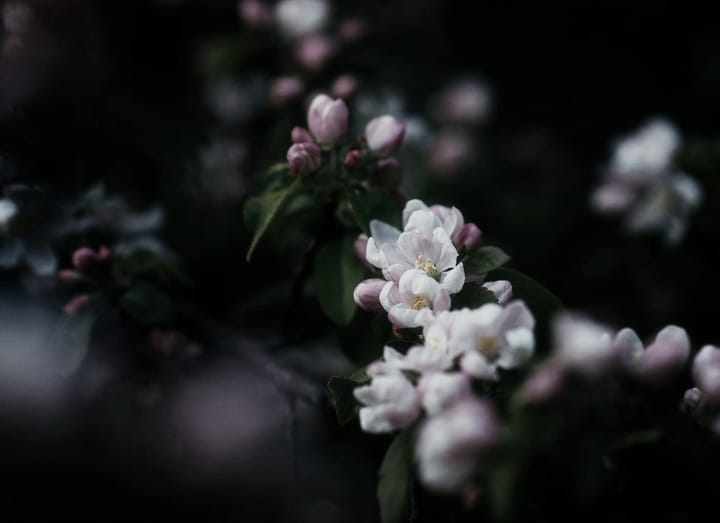 Spring Additions For A Thriving Plot: Key Plants And Smart Homesteading Strategies