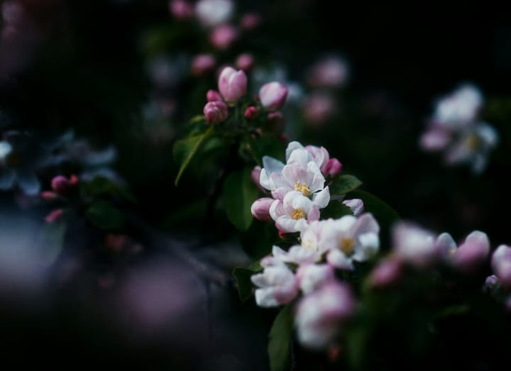 Spring Additions For A Thriving Plot: Key Plants And Smart Homesteading Strategies