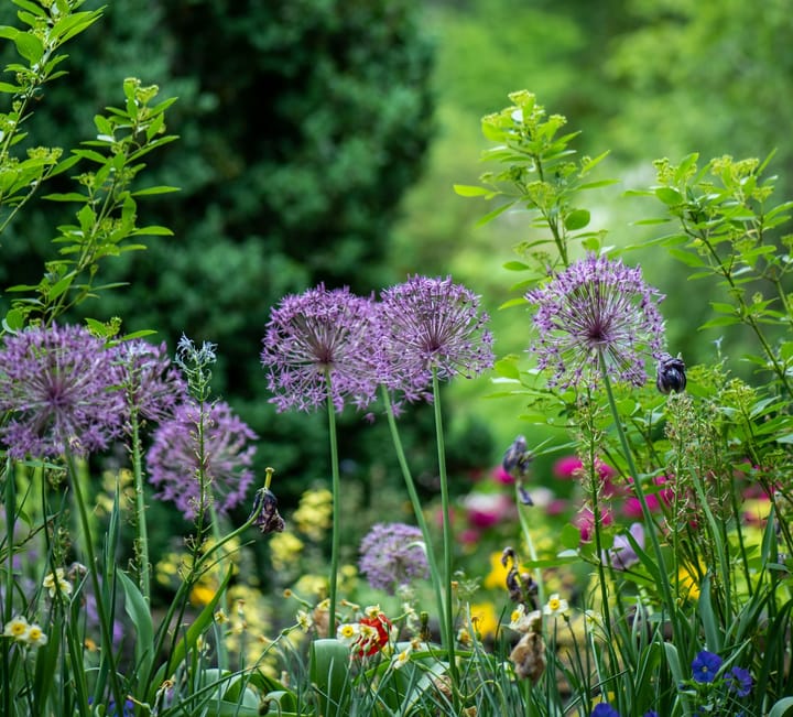 A Corner for the Senses: How to Shape a Garden Space That Invites True Immersion